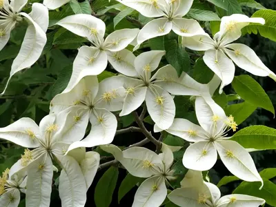 Catalpa (Catalpa Bignonioides)