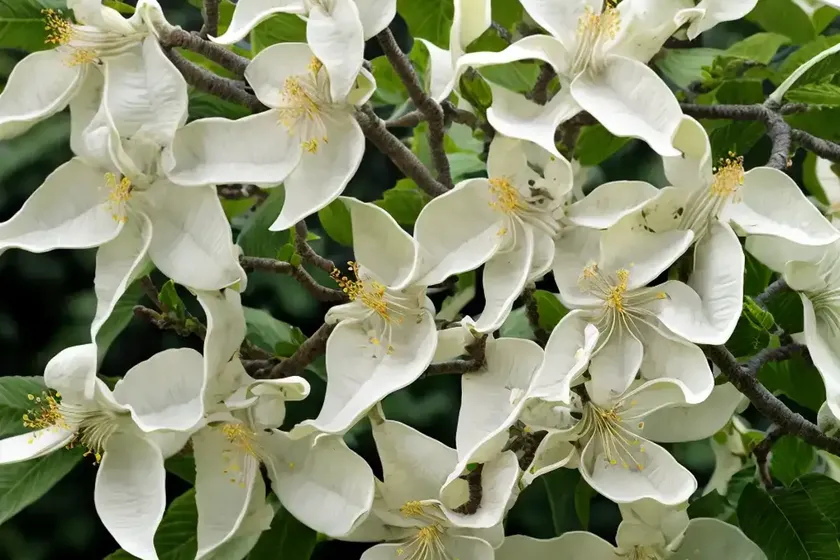 Catalpa (catalpa fargesii f. duclouxii) — photo 3