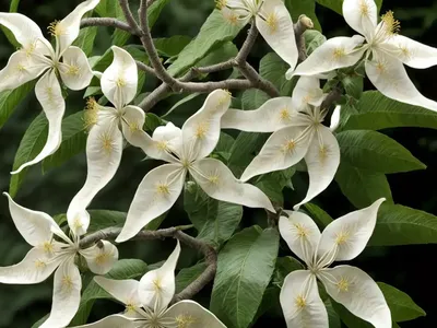 Catalpa (Catalpa Fargesii F. Duclouxii)