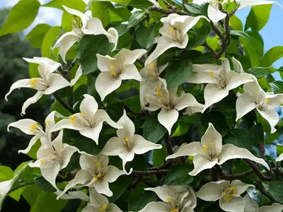 Catalpa (Catalpa Speciosa)