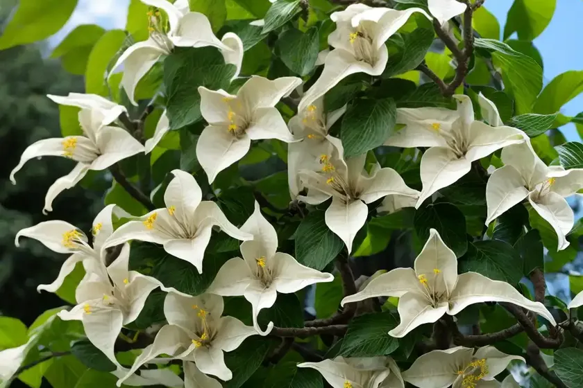 Catalpa (catalpa speciosa)