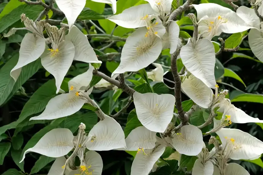 Catalpa speciosa (northern catalpa) — photo 2