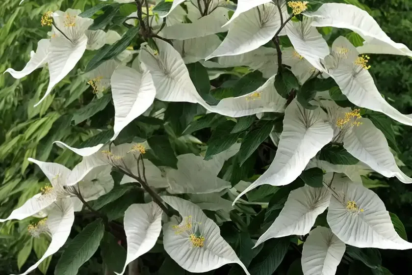 Catalpa speciosa (northern catalpa) — photo 3