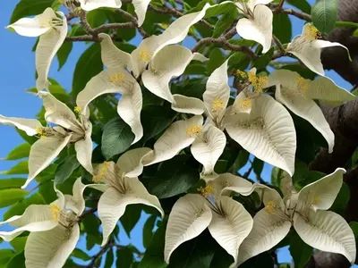 Catalpa Speciosa (Northern Catalpa)