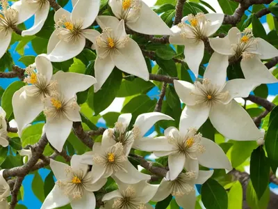 Catalpas (Catalpa)