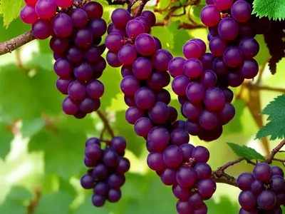Catawaba Grape (Vitis Labrusca ‘Catawba’)