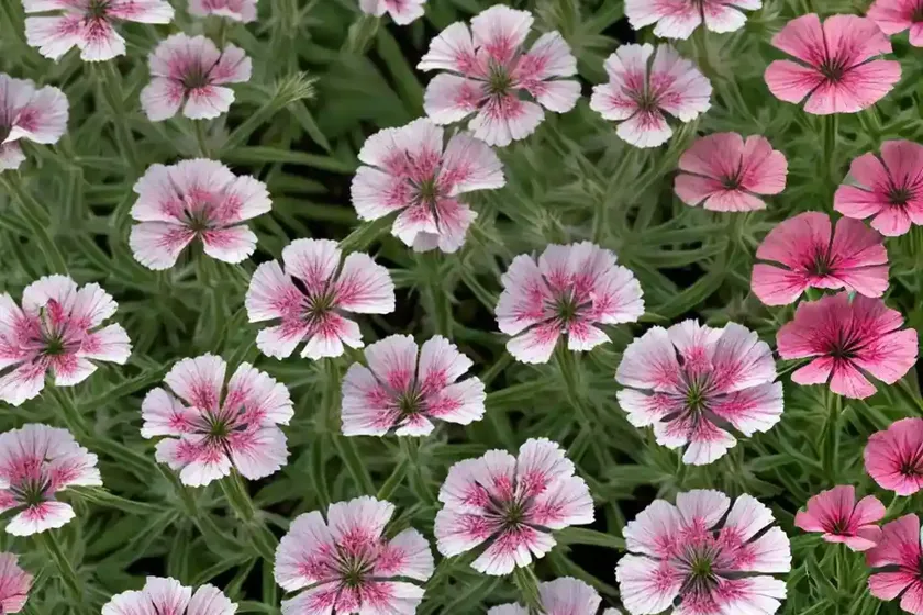 Catchfly (lychnis coronaria) — photo 2