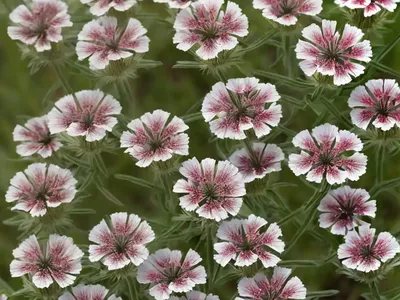Catchfly (Lychnis Coronaria)