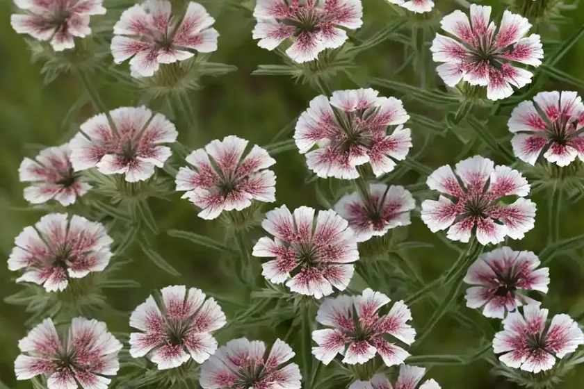 Catchfly (lychnis coronaria)
