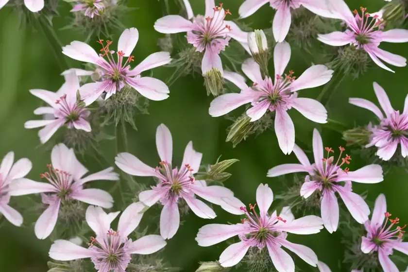 Catchfly (lychnis fulgens) — photo 2