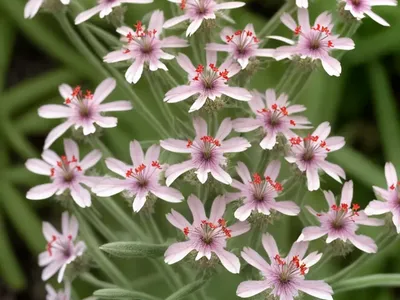 Catchfly (Lychnis Fulgens)