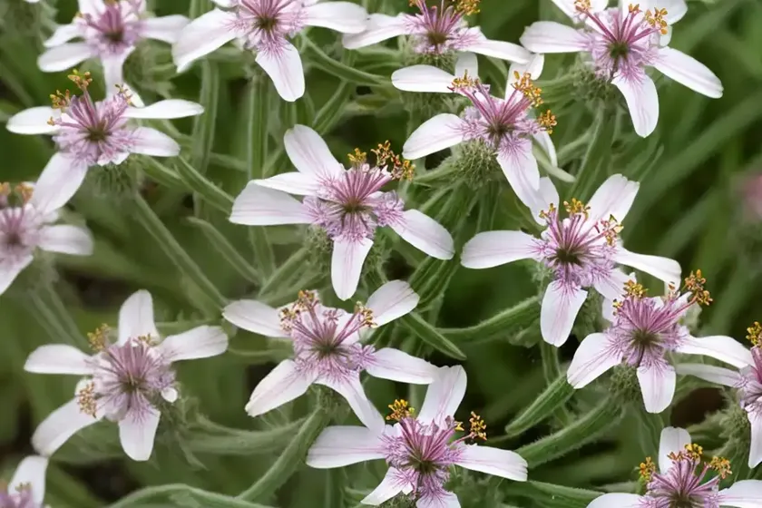 Catchfly (lychnis viscaria ‘splendens plena’) — photo 3