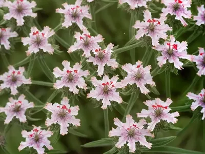 Catchfly (Lychnis Viscaria ‘Splendens Plena’)