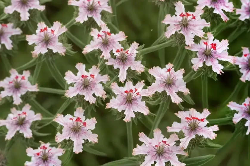 Catchfly (lychnis viscaria ‘splendens plena’)