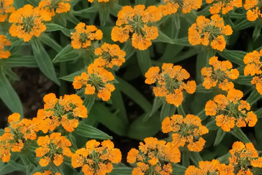 Catchfly (lychnis x arkwrightii ‘orange zwerg’ orange dwarf) — photo 2
