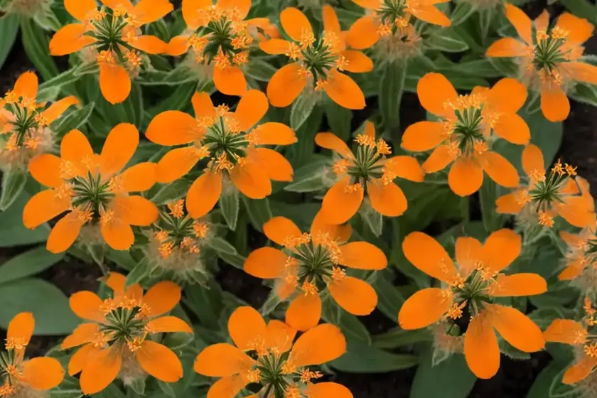 Catchfly (lychnis x arkwrightii ‘orange zwerg’ orange dwarf) — photo 3