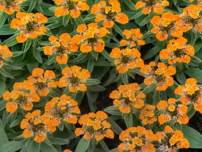 Catchfly (Lychnis X Arkwrightii ‘Orange Zwerg’ ORANGE DWARF)