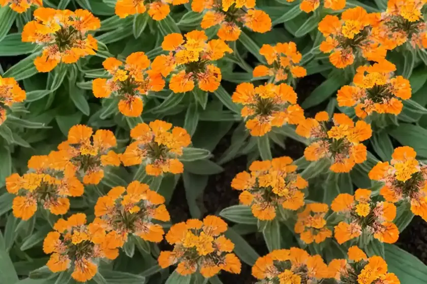 Catchfly (lychnis x arkwrightii ‘orange zwerg’ orange dwarf)