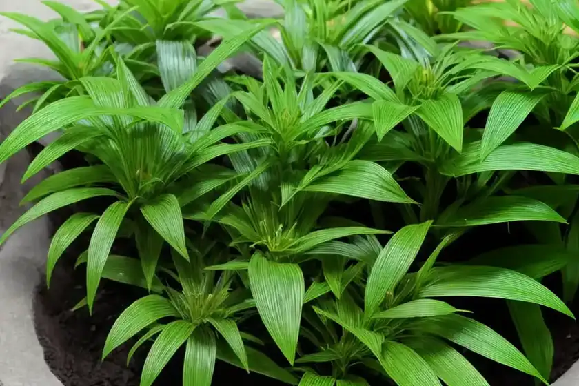 Lamiaceae Plants