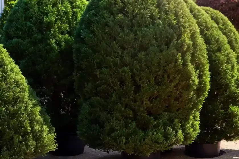 Taxus