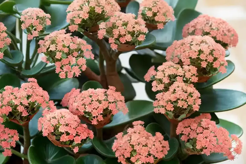 Cathedral bells (kalanchoe pinnata) — photo 2