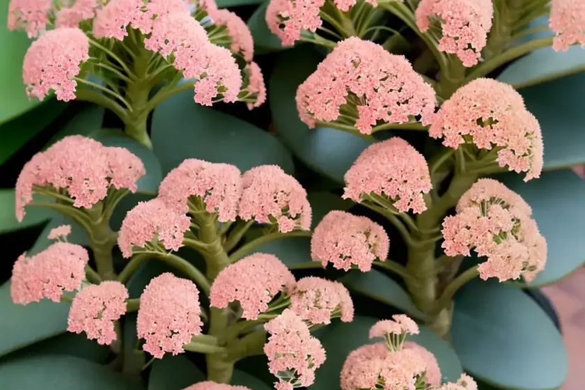 Cathedral bells (kalanchoe pinnata) — photo 3
