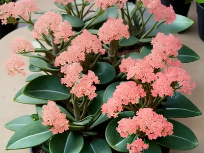 Cathedral Bells (Kalanchoe Pinnata)