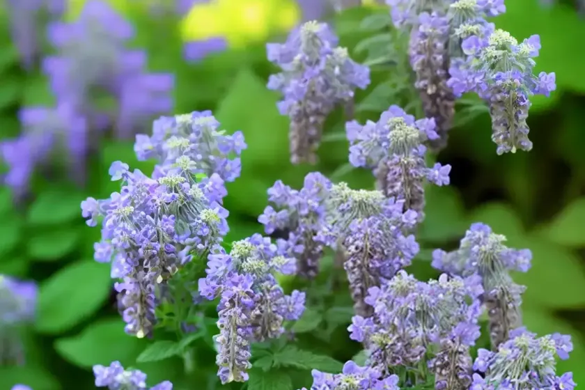 Catmint (nepeta racemosa ‘walker’s low’) — photo 2