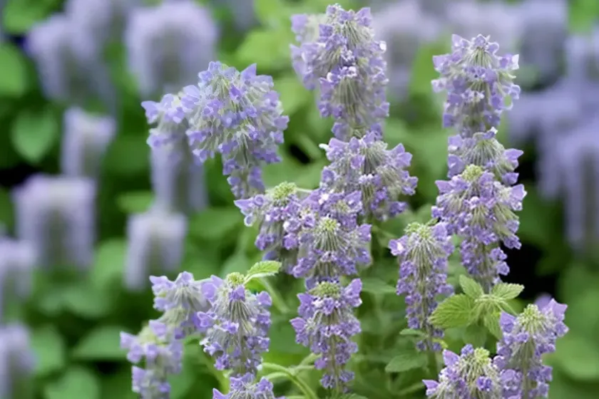 Catmint (nepeta racemosa ‘walker’s low’) — photo 3