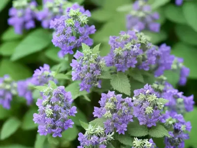 Catmint (Nepeta Racemosa ‘Walker’s Low’)