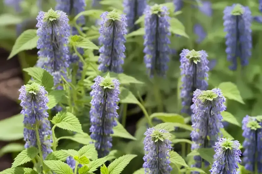 Catnip (Nepeta Cataria) — photo 2