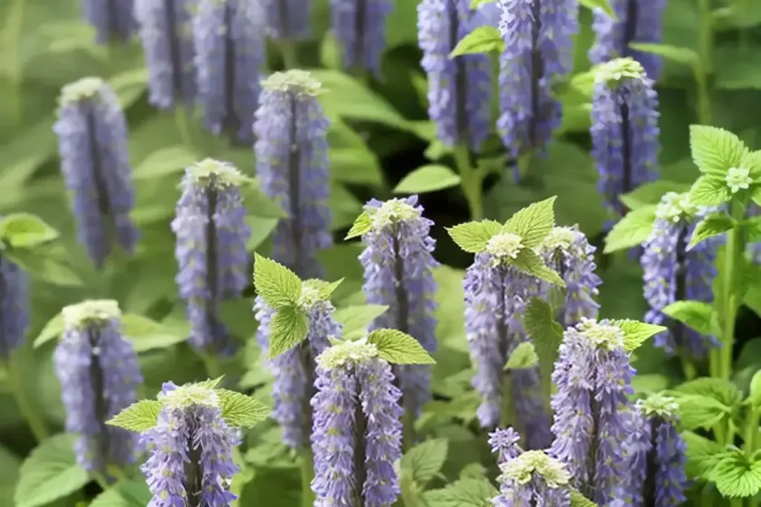Catnip (nepeta cataria)