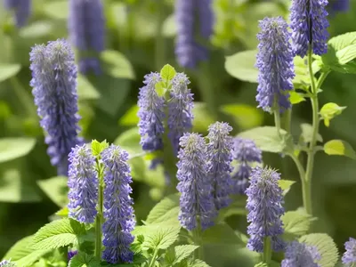 Catnip (Nepeta Cataria)