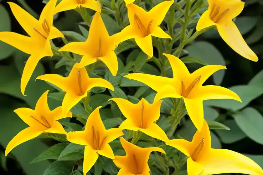 Cat’s claw (uncaria tomentosa)
