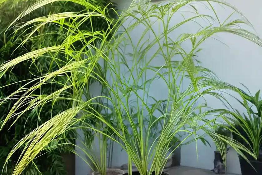 Cat’s whiskers plant (orthosiphon aristatus) — photo 3