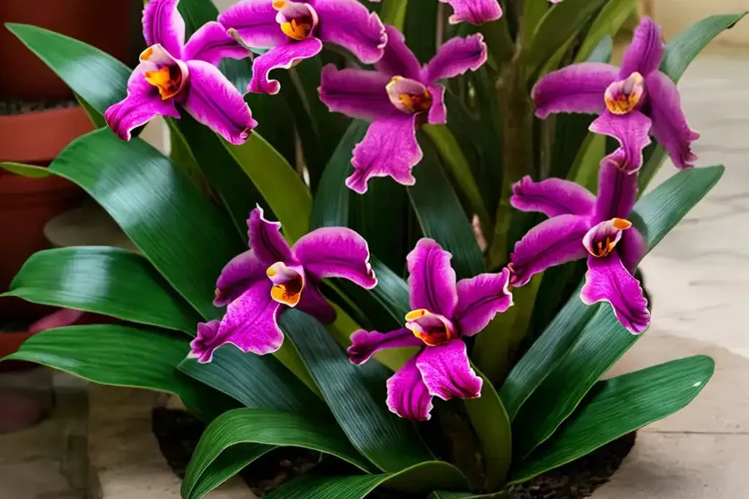 Cattleya jenmanii (cattleya jenmanii) — photo 2
