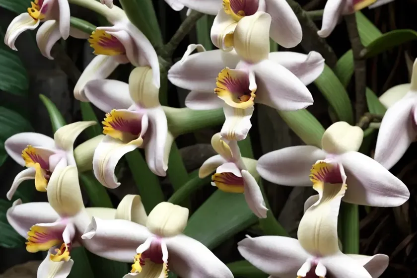 Cattleya warneri (cattleya warneri) — photo 2