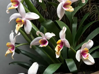 Cattleya Warneri (Cattleya Warneri)