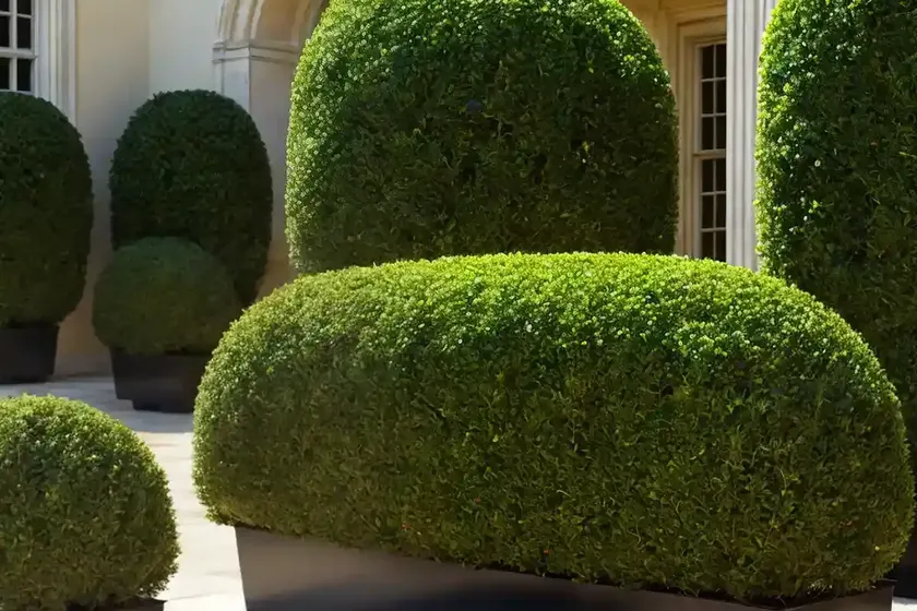 Caucasian boxwood (buxus sempervirens) — photo 2