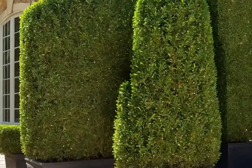 Caucasian boxwood (buxus sempervirens) — photo 3