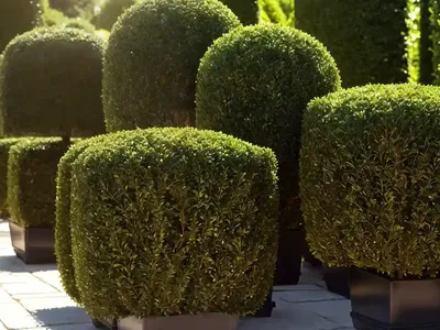 Caucasian Boxwood (Buxus Sempervirens)