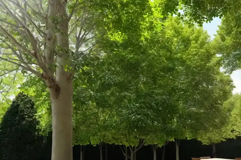 Caucasian linden (tilia x euchlora) — photo 2