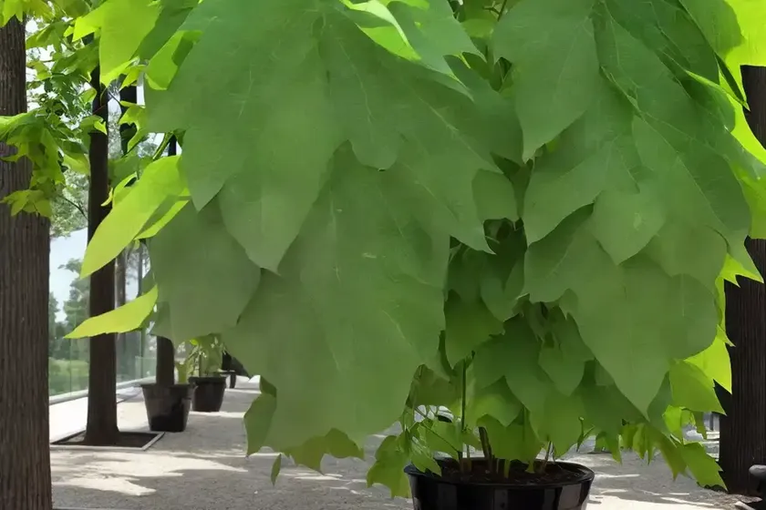 Caucasian linden (tilia x euchlora) — photo 3