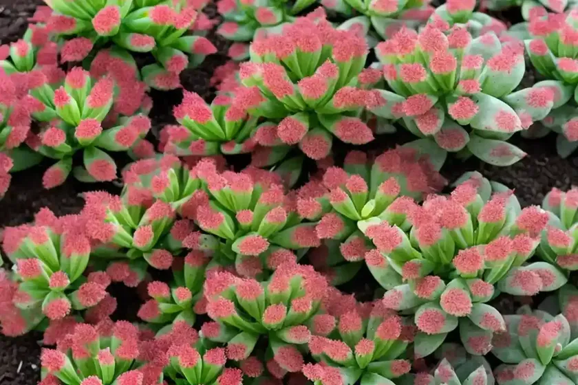 Caucasian stonecrop (sedum spurium ‘tricolor’) — photo 2