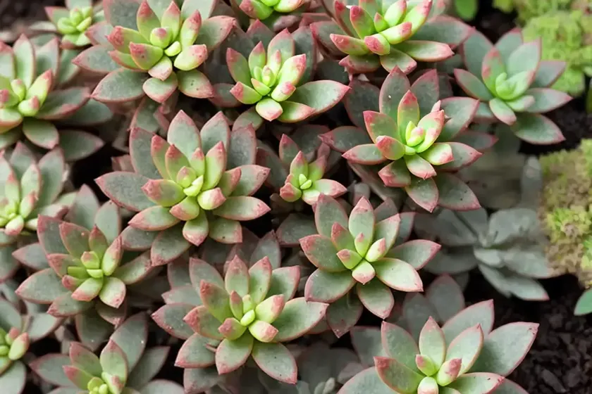 Caucasian stonecrop (sedum spurium ‘tricolor’) — photo 3