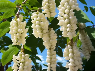 Caucasian Wingnut (Pterocarya Fraxinifolia)