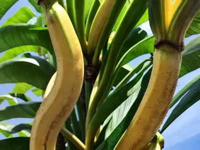Cavendish Banana (Musa Acuminata)