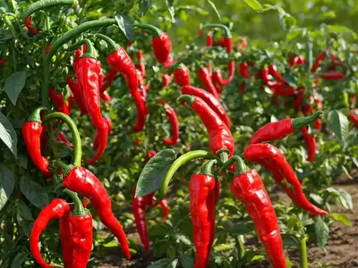 Cayenne Pepper (Capsicum Annuum)
