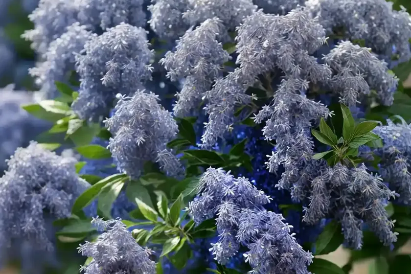Ceanothus arboreus ‘trewithen blue’ (california lilac) — photo 2