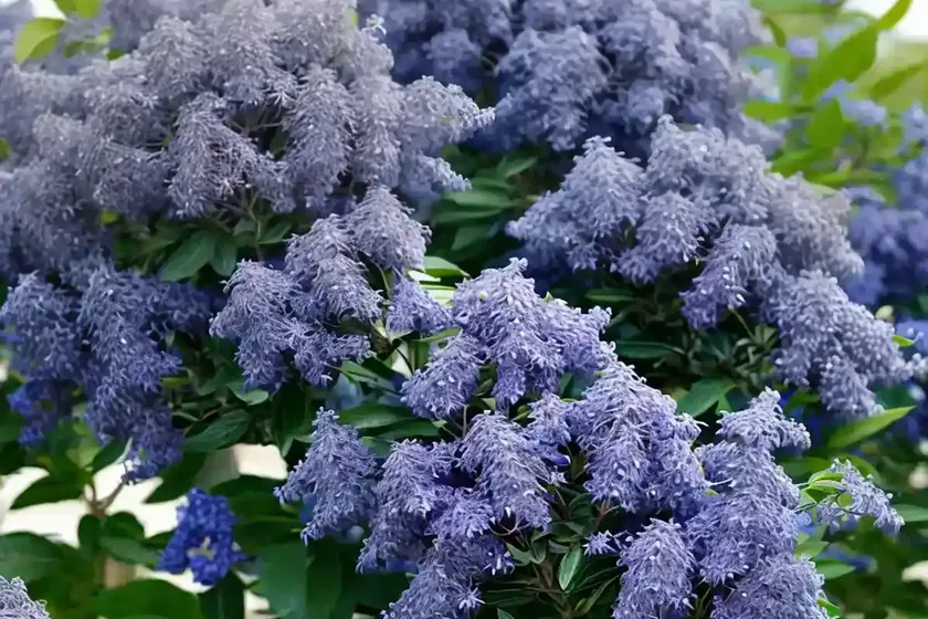 Ceanothus arboreus ‘trewithen blue’ (california lilac) — photo 3